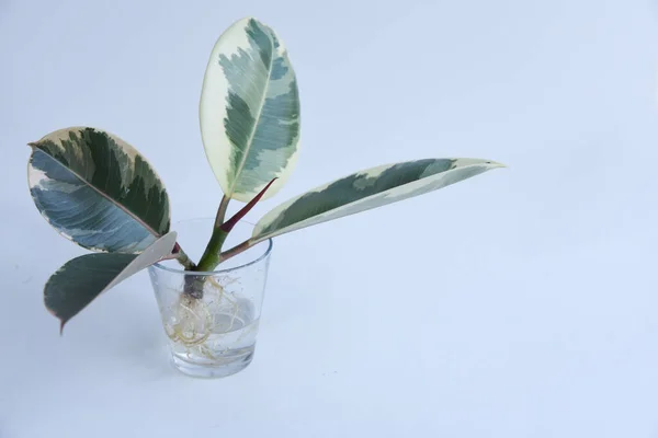 Corte Enraizado Ficus Elastica Vidro Água Monstera Obliqua Vaso Adansonii — Fotografia de Stock