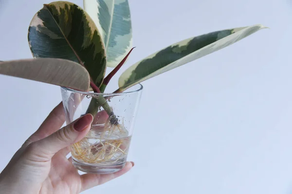 Rooted cutting of ficus elastica in glass of water. Potted monstera obliqua, adansonii. Isolated on white background. Empty copy space. Female hand holding rooted cutting.