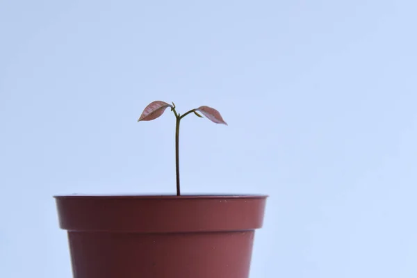 Rooted cutting of ficus elastica in glass of water. Potted monstera obliqua, adansonii. Isolated on white background. Empty copy space. Female hand holding rooted cutting.