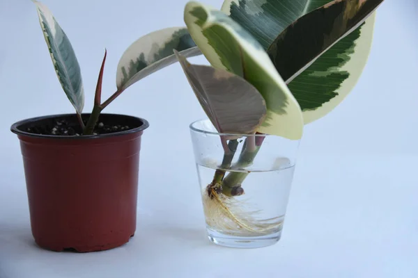 Rooted cutting of ficus elastica in glass of water. Potted monstera obliqua, adansonii. Isolated on white background. Empty copy space. Female hand holding rooted cutting.