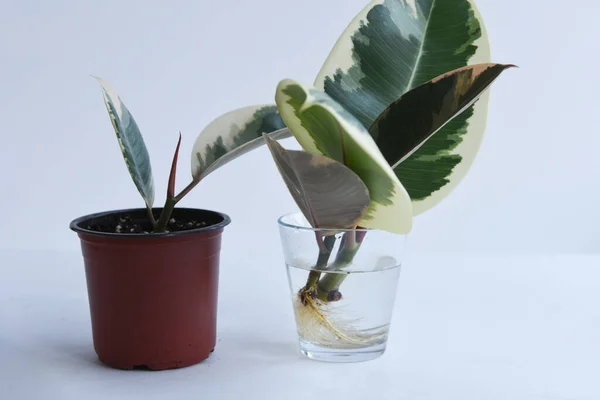 Rooted cutting of ficus elastica in glass of water. Potted monstera obliqua, adansonii. Isolated on white background. Empty copy space. Female hand holding rooted cutting.