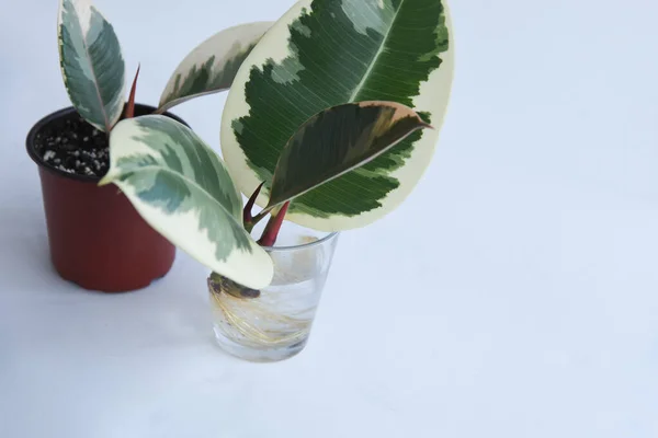 Rooted cutting of ficus elastica in glass of water. Potted monstera obliqua, adansonii. Isolated on white background. Empty copy space. Female hand holding rooted cutting.