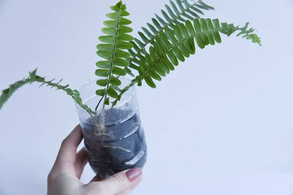 Rooted cutting of ficus elastica in glass of water. Potted monstera obliqua, adansonii. Isolated on white background. Empty copy space. Female hand holding rooted cutting.