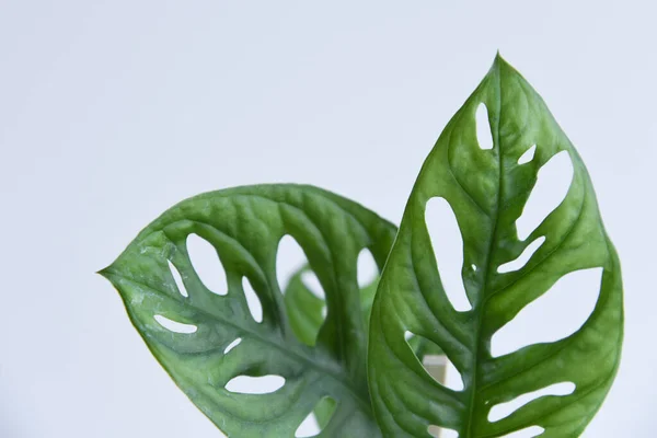 Rooted cutting of ficus elastica in glass of water. Potted monstera obliqua, adansonii. Isolated on white background. Empty copy space. Female hand holding rooted cutting.