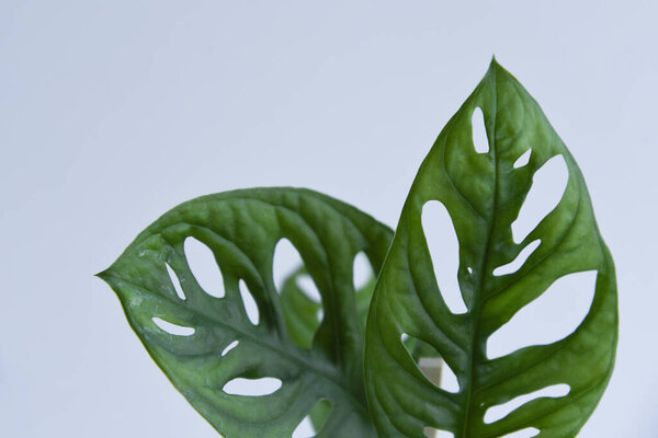 Rooted cutting of ficus elastica in glass of water. Potted monstera obliqua, adansonii. Isolated on white background. Empty copy space. Female hand holding rooted cutting.