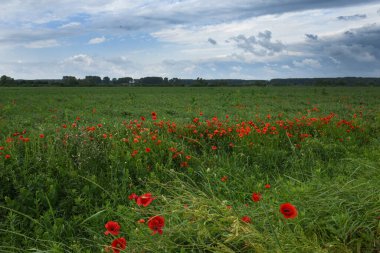 Güzel manzara. Haşhaş çiçeği. Çayırlar ve ıslak otlar. Ağaçlar, çimenler ve bulutlar.