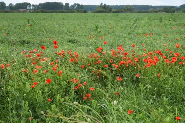 Güzel manzara. Haşhaş çiçeği. Çayırlar ve ıslak otlar. Ağaçlar, çimenler ve bulutlar.