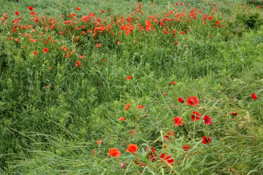 Güzel manzara. Haşhaş çiçeği. Çayırlar ve ıslak otlar. Ağaçlar, çimenler ve bulutlar.