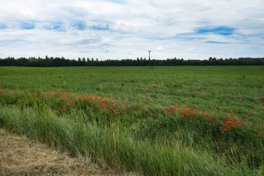 Güzel manzara. Haşhaş çiçeği. Çayırlar ve ıslak otlar. Ağaçlar, çimenler ve bulutlar.