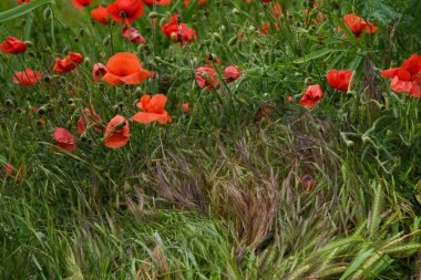 Güzel manzara. Haşhaş çiçeği. Çayırlar ve ıslak otlar. Ağaçlar, çimenler ve bulutlar.
