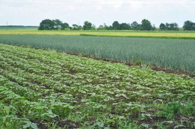 Güzel manzara. Haşhaş çiçeği. Çayırlar ve ıslak otlar. Ağaçlar, çimenler ve bulutlar.