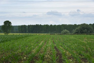 Güzel manzara. Haşhaş çiçeği. Çayırlar ve ıslak otlar. Ağaçlar, çimenler ve bulutlar.
