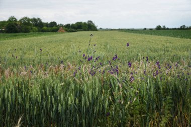 Güzel manzara. Haşhaş çiçeği. Çayırlar ve ıslak otlar. Ağaçlar, çimenler ve bulutlar.