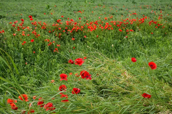 Piękny Krajobraz Makowe Kwiaty Łąki Mokre Trawy Drzewa Trawa Chmury — Zdjęcie stockowe