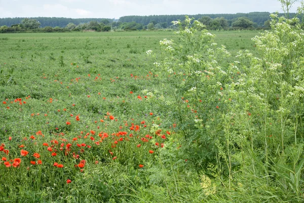 Hermoso Paisaje Flores Amapola Prados Hierba Húmeda Árboles Hierba Nubes —  Fotos de Stock