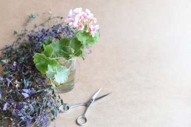 Tarafsız arka planda çoğalan bitkiler. El ele tutuşan makas ve bitkiler. Suda kök salmak ve perlite olmak. Ficus elastica, Monstera adansonii, bir dizi kaplumbağa, orkide ve alocasia. 