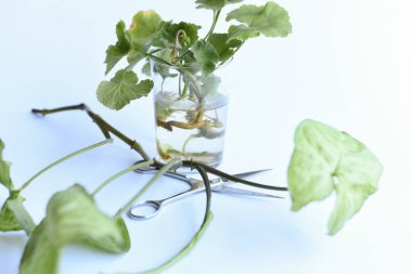 Tarafsız arka planda çoğalan bitkiler. El ele tutuşan makas ve bitkiler. Suda kök salmak ve perlite olmak. Ficus elastica, Monstera adansonii, bir dizi kaplumbağa, orkide ve alocasia. 