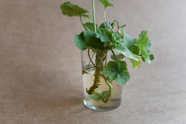 Tarafsız arka planda çoğalan bitkiler. El ele tutuşan makas ve bitkiler. Suda kök salmak ve perlite olmak. Ficus elastica, Monstera adansonii, bir dizi kaplumbağa, orkide ve alocasia. 