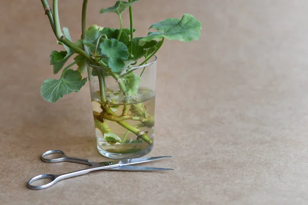 Plantas Propagadas Sobre Fondo Neutro Tijeras Mano Plantas Enraizamiento Agua — Foto de Stock