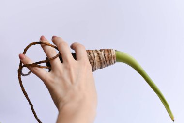 Tarafsız arka planda çoğalan bitkiler. El ele tutuşan makas ve bitkiler. Suda kök salmak ve perlite olmak. Ficus elastica, Monstera adansonii, bir dizi kaplumbağa, orkide ve alocasia. 