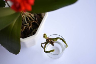 Tarafsız arka planda çoğalan bitkiler. El ele tutuşan makas ve bitkiler. Suda kök salmak ve perlite olmak. Ficus elastica, Monstera adansonii, bir dizi kaplumbağa, orkide ve alocasia. 