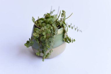 Tarafsız arka planda çoğalan bitkiler. El ele tutuşan makas ve bitkiler. Suda kök salmak ve perlite olmak. Ficus elastica, Monstera adansonii, bir dizi kaplumbağa, orkide ve alocasia. 