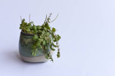 Tarafsız arka planda çoğalan bitkiler. El ele tutuşan makas ve bitkiler. Suda kök salmak ve perlite olmak. Ficus elastica, Monstera adansonii, bir dizi kaplumbağa, orkide ve alocasia. 