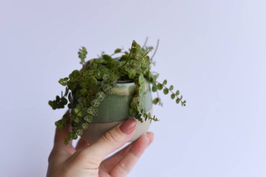 Tarafsız arka planda çoğalan bitkiler. El ele tutuşan makas ve bitkiler. Suda kök salmak ve perlite olmak. Ficus elastica, Monstera adansonii, bir dizi kaplumbağa, orkide ve alocasia. 