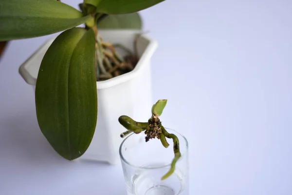 中性の背景に伝播した植物 はさみや植物を保持手 水とパーライトに根を下ろします フィカス エラスティカ モンステラ アダンソニ アロカシアの糸 — ストック写真