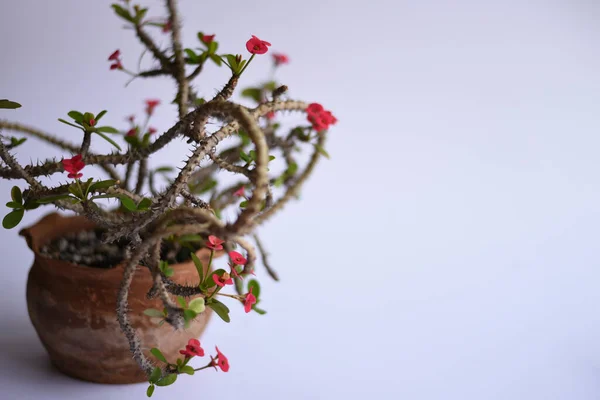 Plantas Propagadas Fundo Neutro Mão Segurando Tesouras Plantas Enraizamento Água — Fotografia de Stock