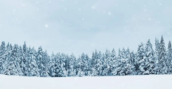Hermosa vista en el bosque en las nevadas en la mañana —  Fotos de Stock