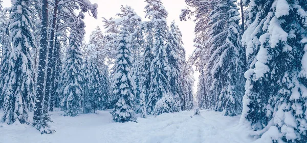 Schöne Aussicht auf den Wald mit schneebedeckten Tannen und Kiefern — Stockfoto