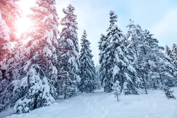 Schöne Aussicht Auf Den Wald Mit Schneebedeckten Tannen Und Kiefern — Stockfoto