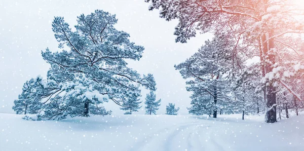 Piękny widok na zimowy las w śniegu. — Zdjęcie stockowe