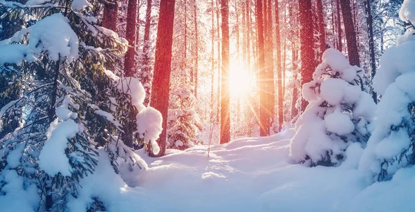 Winterwald mit schönen schneebedeckten Kiefern und Tannen — Stockfoto