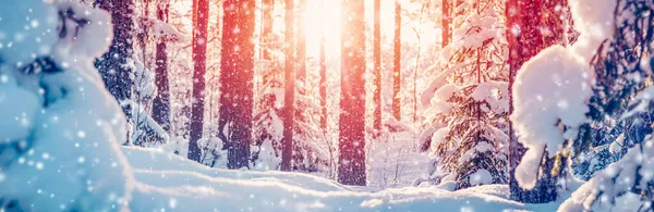 Vinterskog med vackra snöiga tallar och firar — Stockfoto