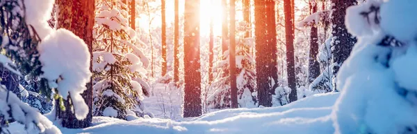 Winterwald Mit Schönen Schneebedeckten Kiefern Und Tannen Majestätischer Panoramablick Auf — Stockfoto