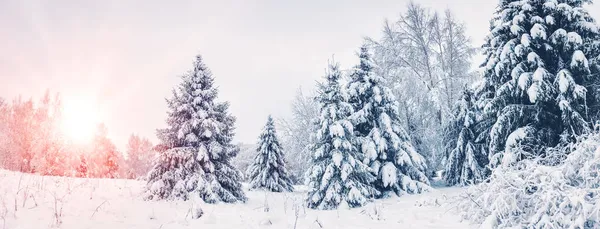 Schöne Aussicht auf den verschneiten Wald am Morgen — Stockfoto