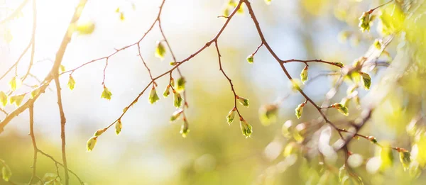 Nuevos brotes en primavera con hojas jóvenes sobre fondo verde de primavera . — Foto de Stock