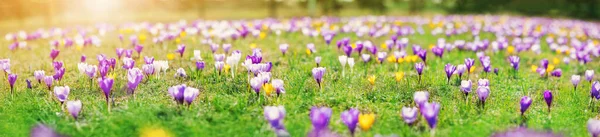 Closeup view of the spring flowers in the park. Crocus blossom on beautiful morning — Stok fotoğraf