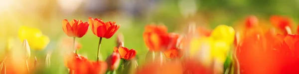 Red tulips and yellow jonquils in flowerbeds in the garden in . Beautiful flowers on sunny day on blue sky background — Stock Fotó
