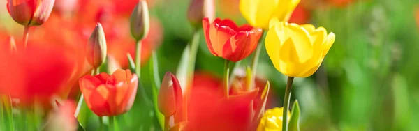 Red tulips and yellow jonquils in flowerbeds in the garden in . Beautiful flowers on sunny day on blue sky background — 图库照片