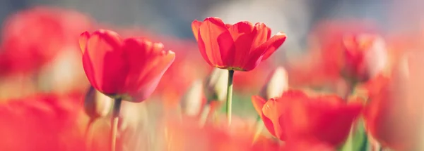 Red tulips and yellow jonquils in flowerbeds in the garden in . Beautiful flowers on sunny day on blue sky background — 图库照片