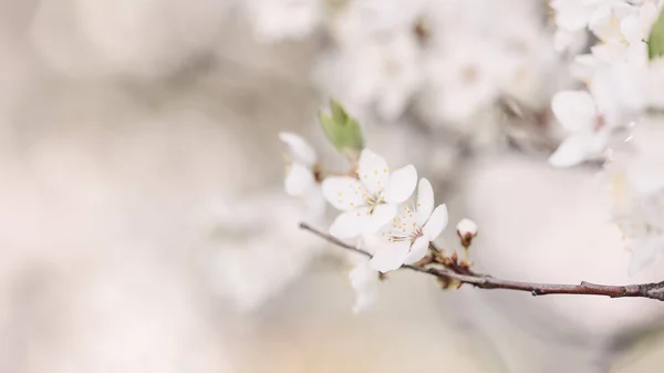 Cerisier flou bel arrière-plan en fleurs — Photo