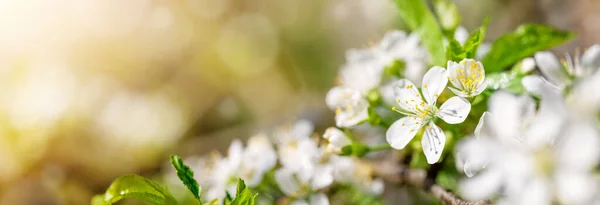 Cerisier flou bel arrière-plan en fleurs — Photo