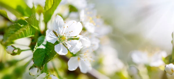 Cerisier flou bel arrière-plan en fleurs — Photo