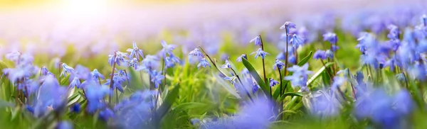 Closeup view of the spring flowers in the park. Scilla blossom on beautiful morning with sunlight in the forest in april — Stock Fotó