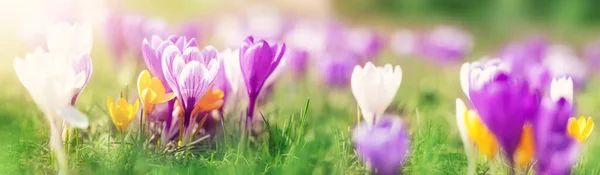 Closeup panoramic view of the spring flowers in the park — Stock Photo, Image