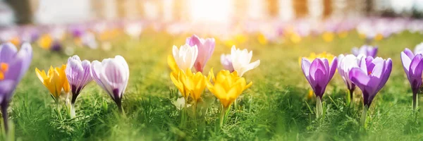 Panoramisch uitzicht op de lentebloemen in het park — Stockfoto