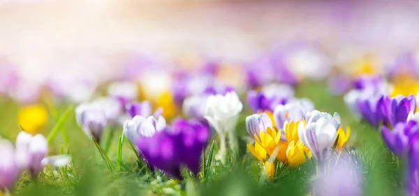 Vista panorâmica de close-up das flores da primavera no parque — Fotografia de Stock